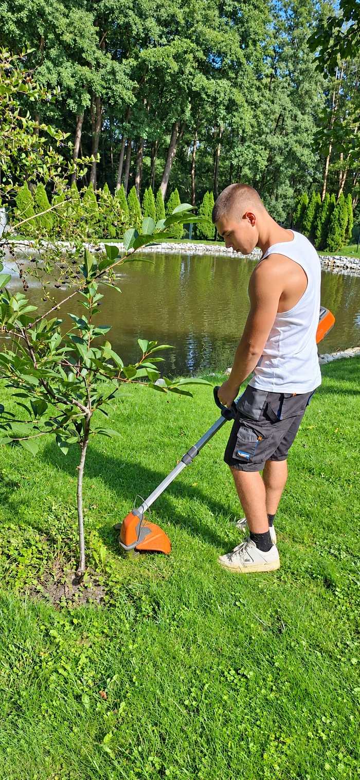 Wykaszanie trawy kosą wokół młodego drzewka