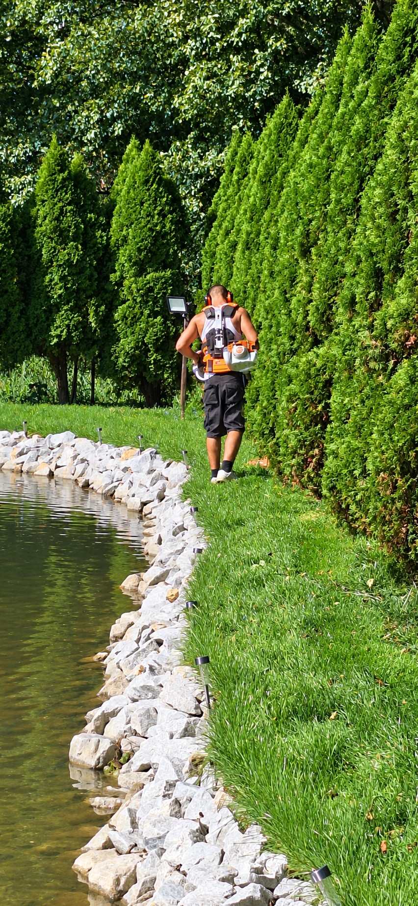 Ogrodnik na skoszonej ścieżce między szpalerem tui a stawem
