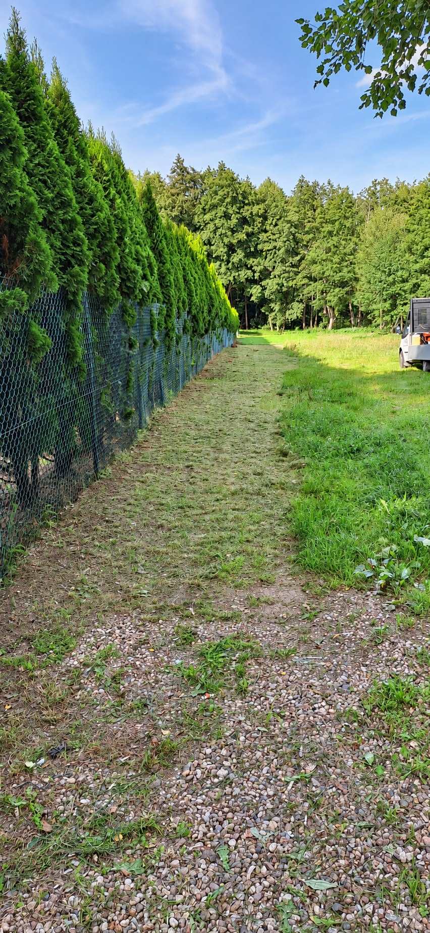 Skoszony pas trawy wzdłuż szpaleru tui, w tle las